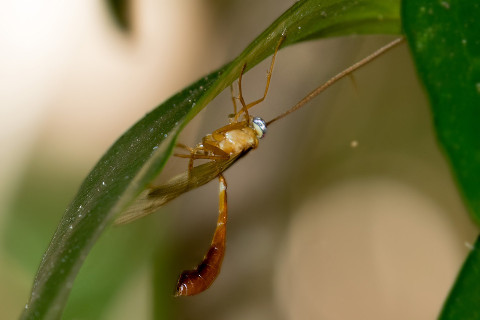 Ichneumon Wasp (Netelia producta) (Netelia producta)